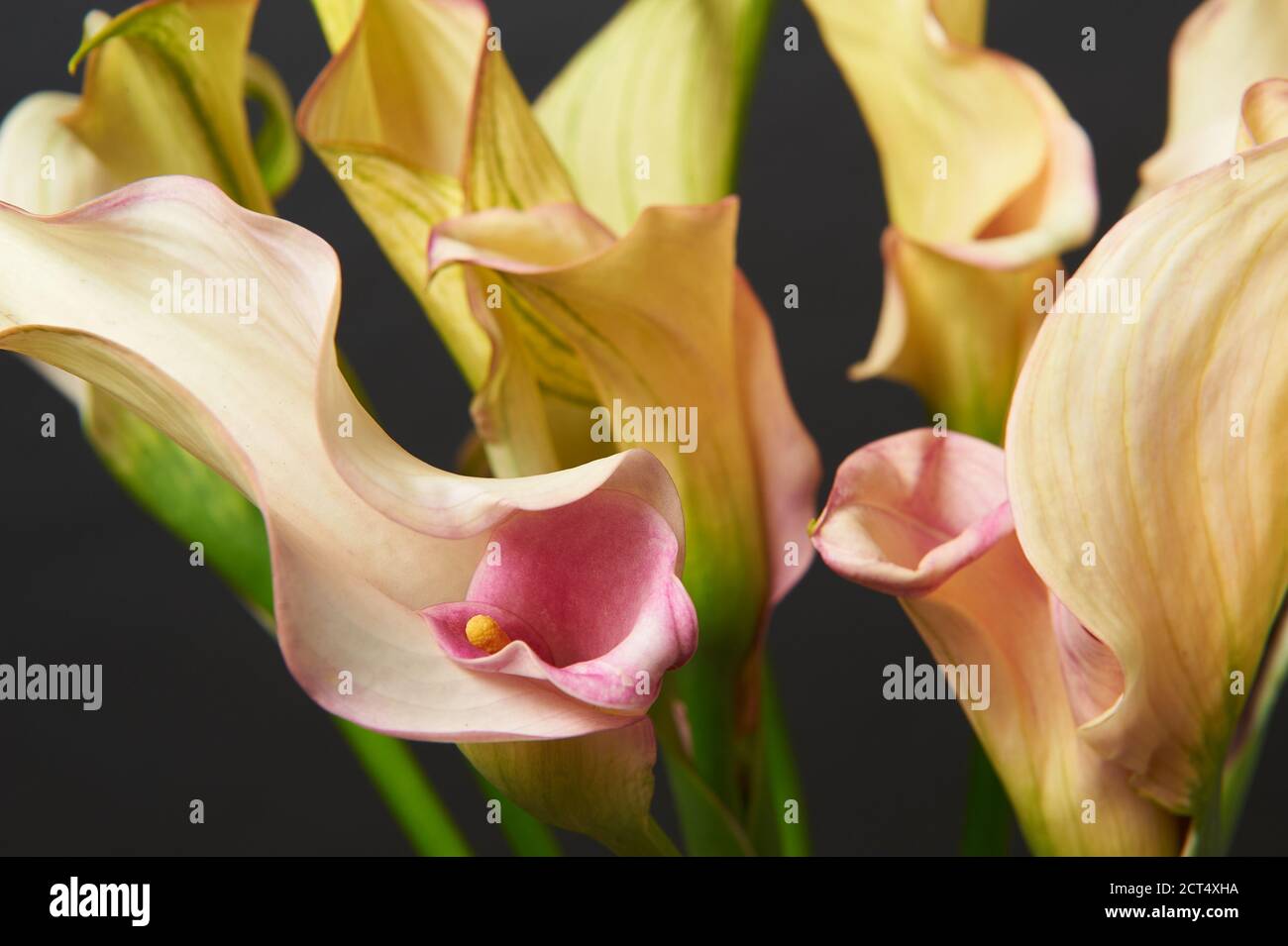 Bouquet von roten und gelben Calla Lilien. Nahaufnahme. Stockfoto