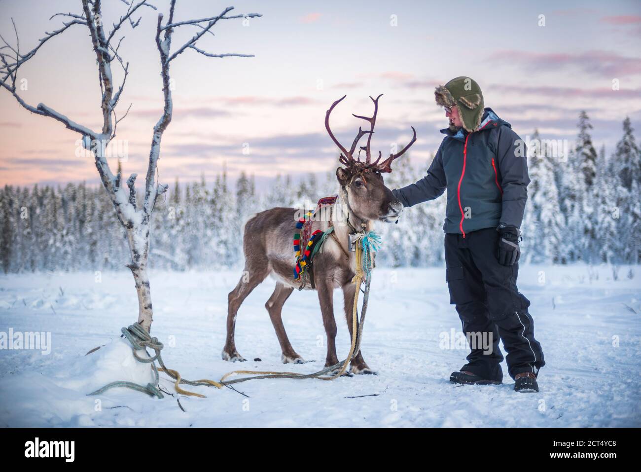 Person streicheln ein Rentier zu Weihnachten im Winter in der Arktis Kreis in Lappland, Finnland Stockfoto