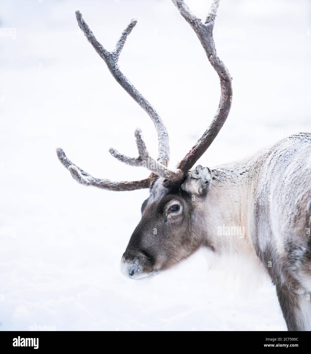 Rentierportrait mit großem Geweih zu Weihnachten in Lappland, Finnland, Polarkreis, Europa Stockfoto