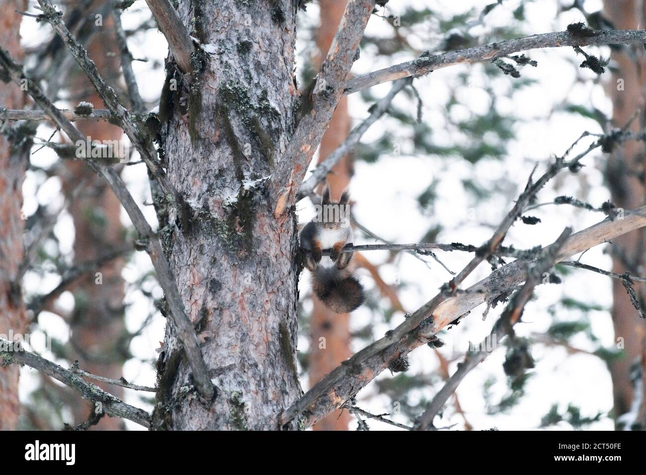 Eichhörnchen auf einem Baum im Winterwald in Lappland, Finnland, Polarkreis, Europa Stockfoto