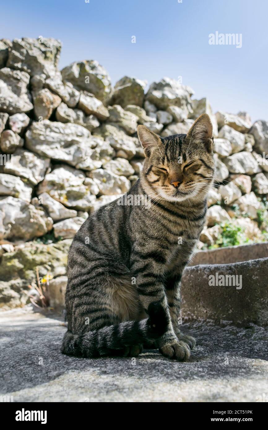Griechische Katze auf einer Straße auf der Insel Karpathos, Griechenland Stockfoto