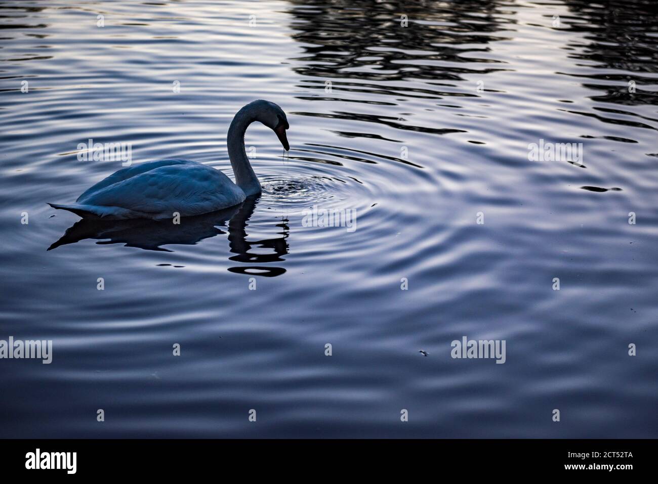 Schwan im Herbst im Regents Park, einem der Royal Parks von London, England Stockfoto