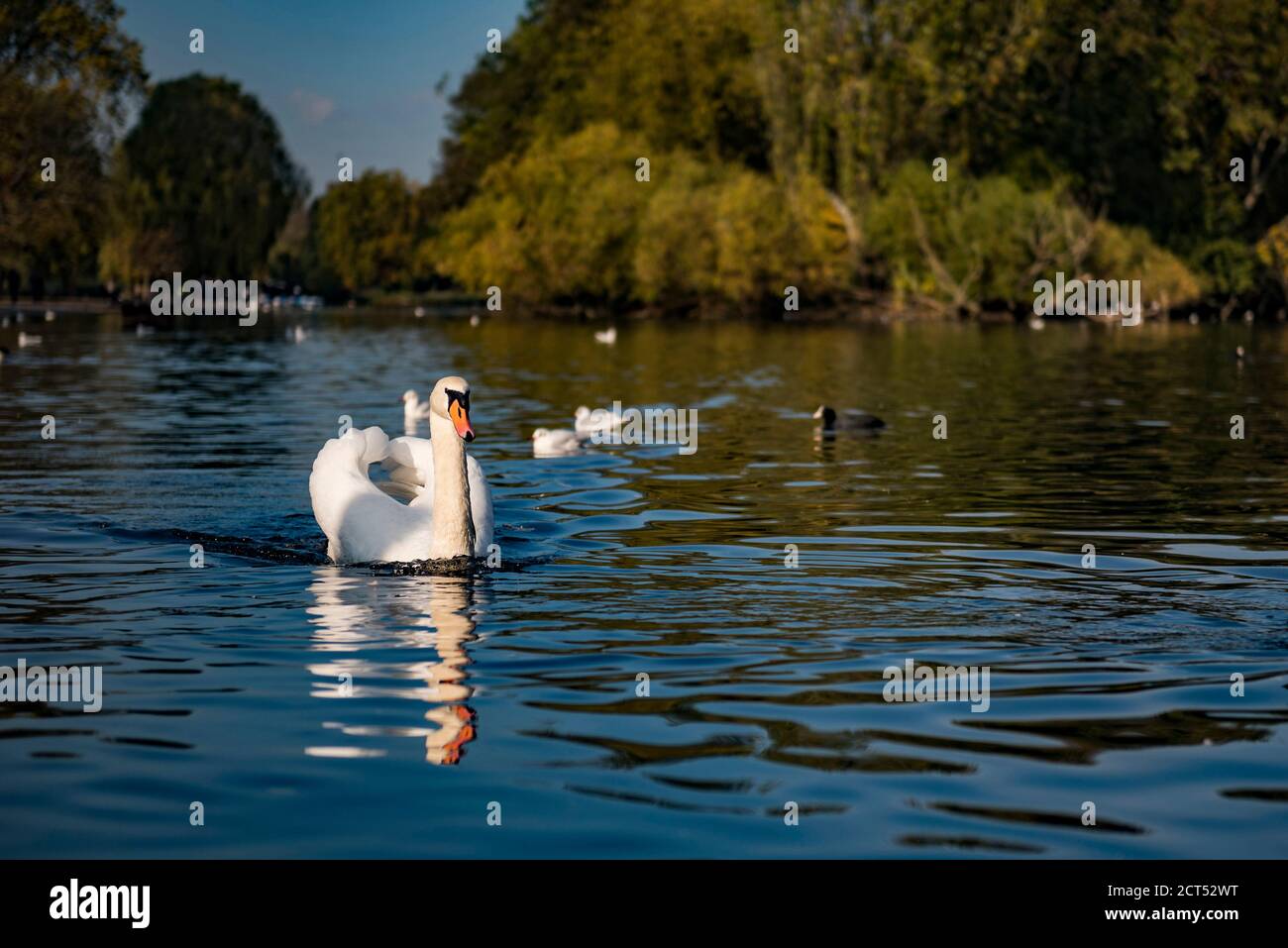 Schwan im Herbst im Regents Park, einem der Royal Parks von London, England Stockfoto