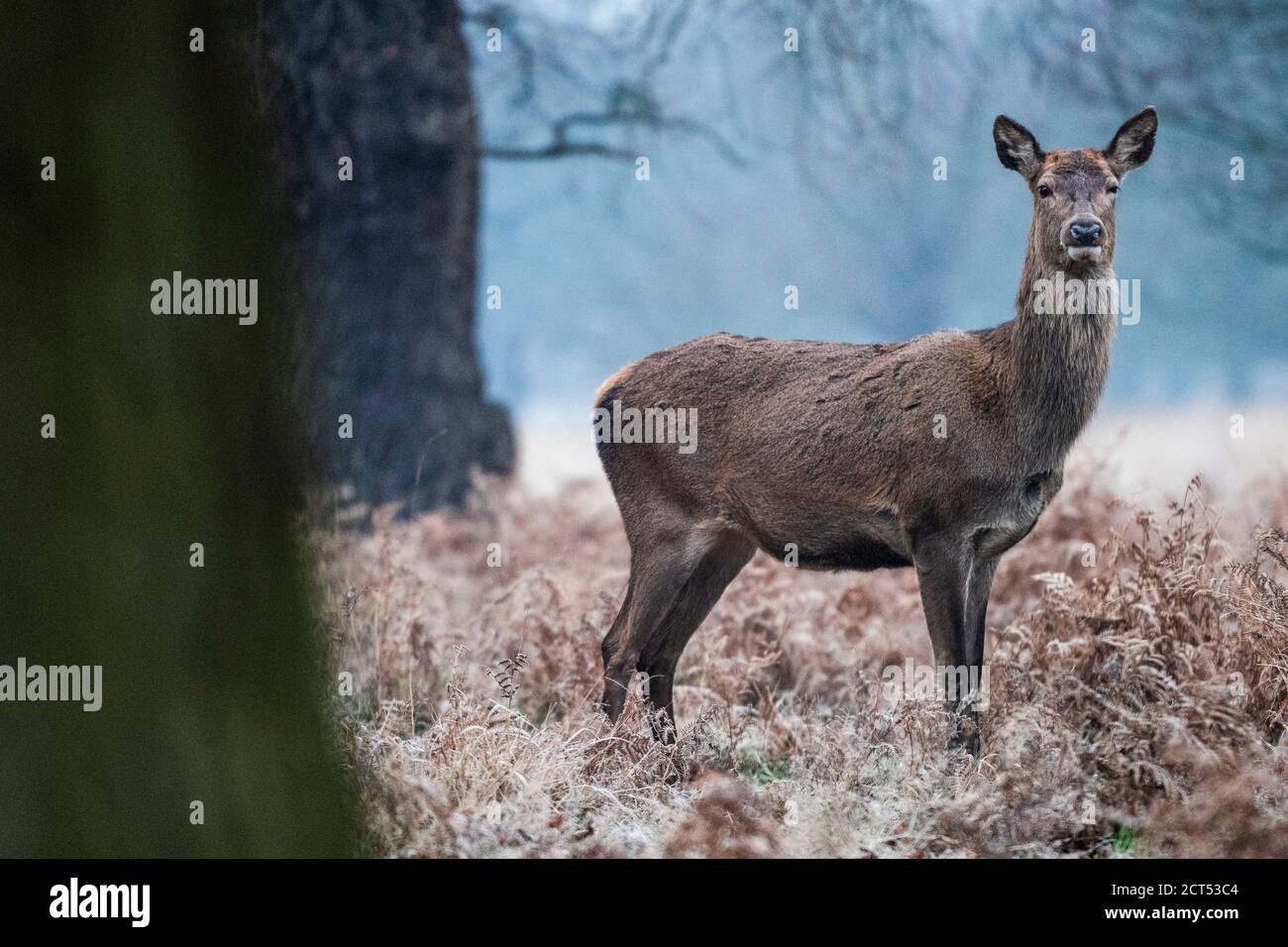 Red Deer (Cervus elaphus) in Richmond Park, London, England Stockfoto