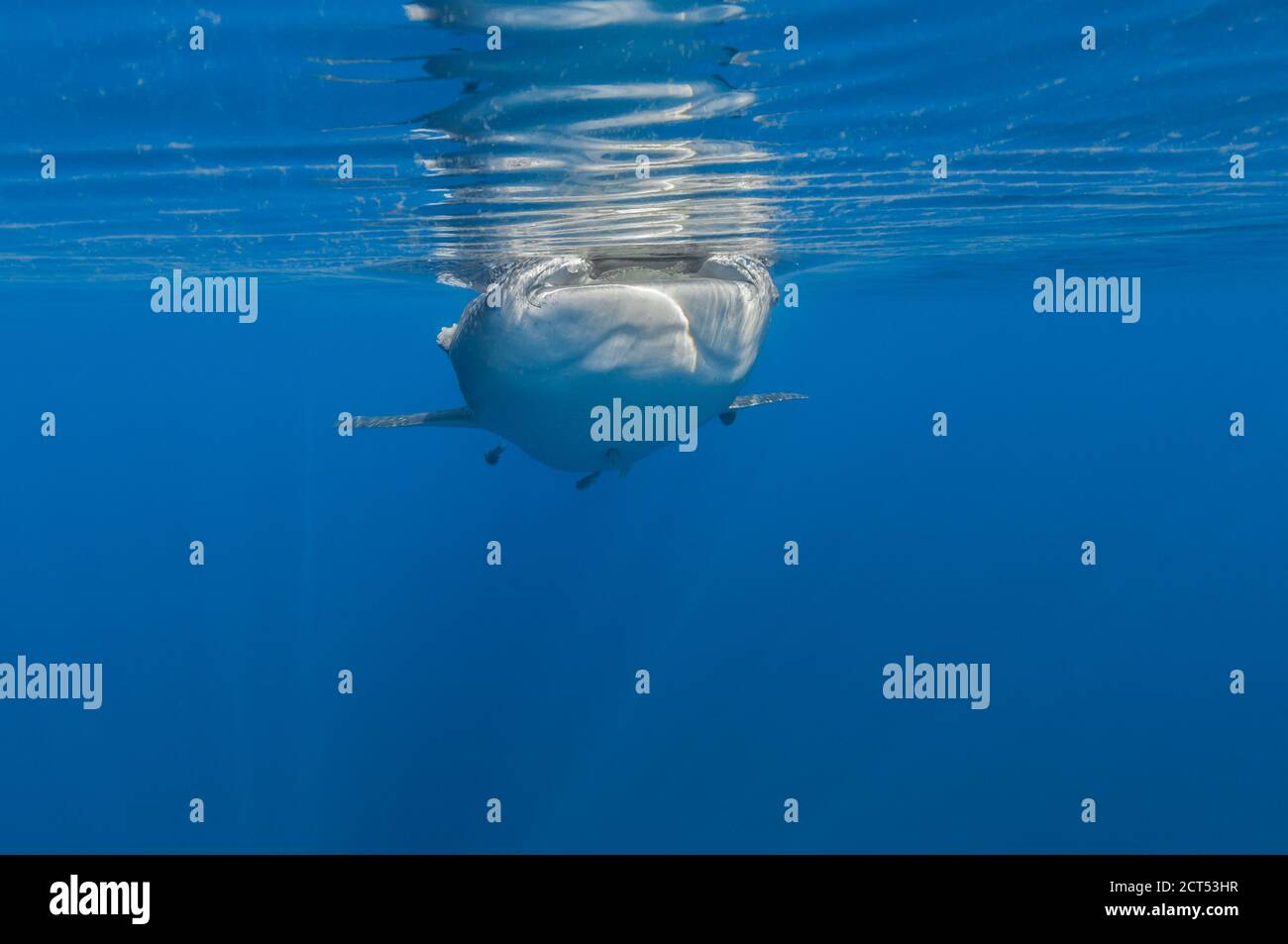Walhai an der Oberfläche Fütterung niedrigen Winkel Ansicht Stockfoto