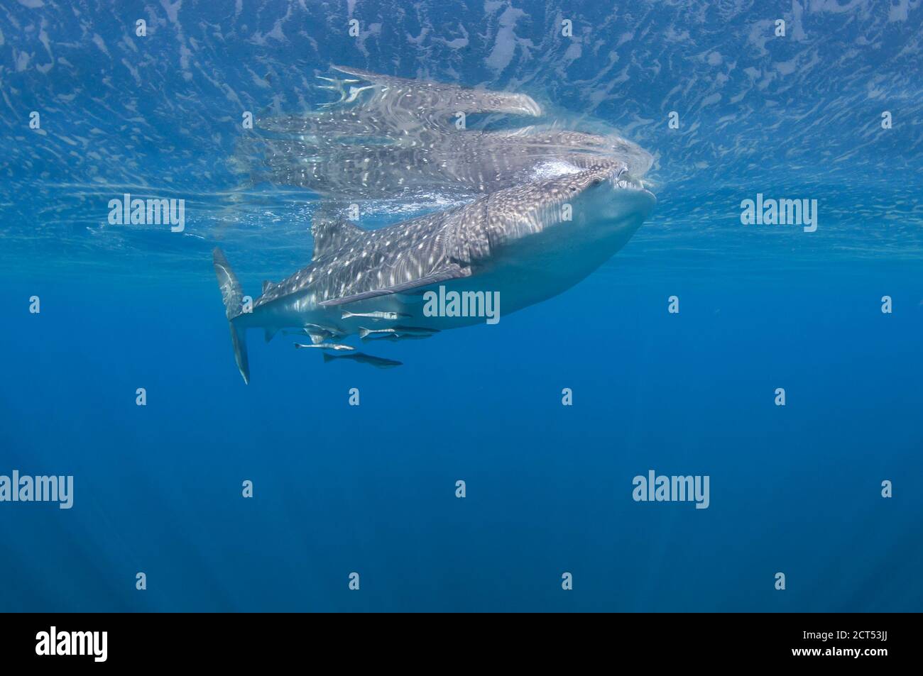 Walhai Fütterung an der Oberfläche klares blaues Wasser Stockfoto