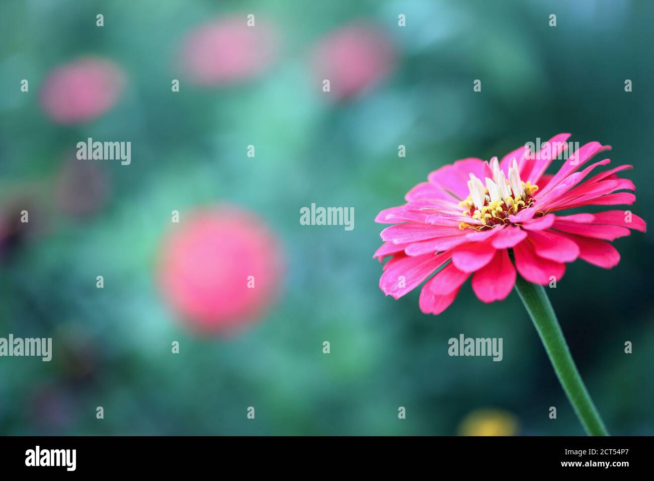 Nahaufnahme einer schönen lachsfarbenen Zinnia Blume im Garten. Selektiver Fokus mit unscharfem Hintergrund. Stockfoto