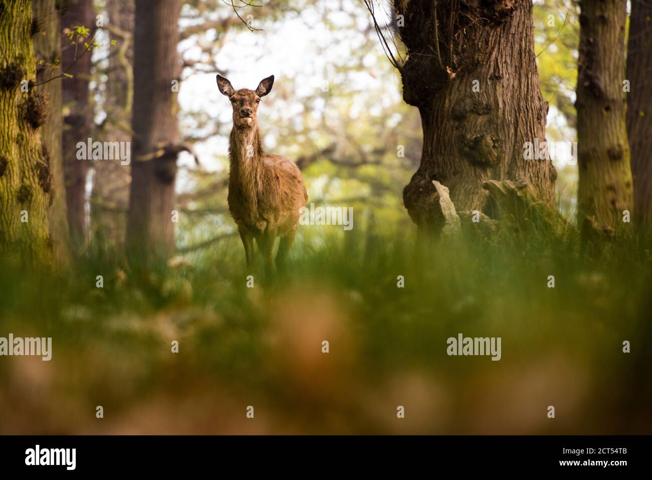 Red Deer in Richmond Park, London, England Stockfoto