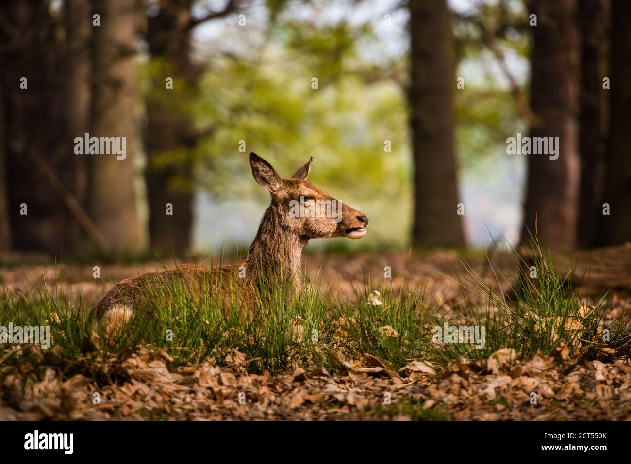 Red Deer in Richmond Park, London, England Stockfoto