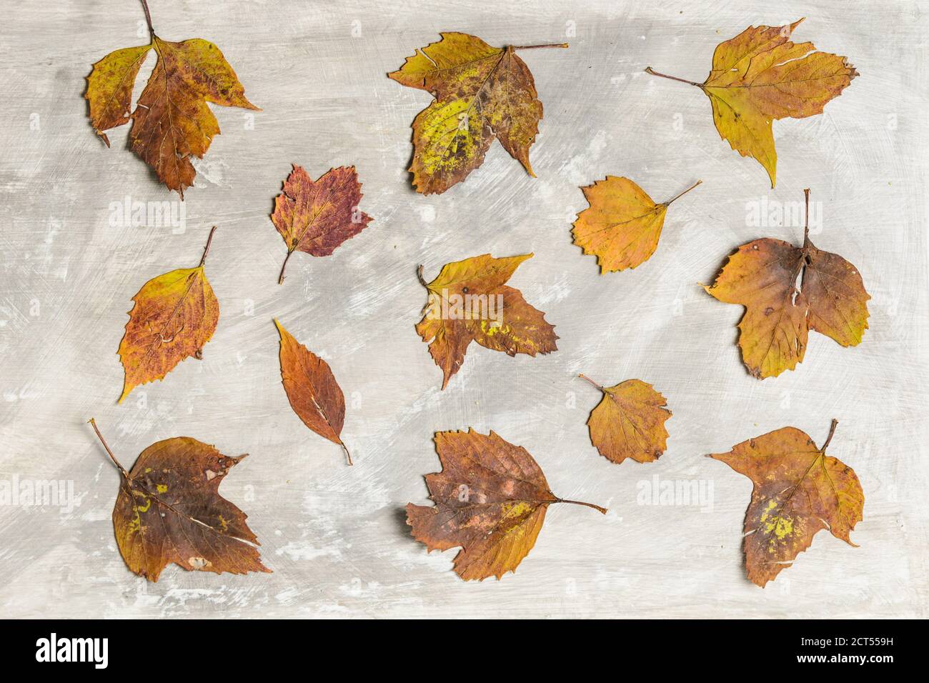 Herbstblätter auf einem strukturierten Zementhintergrund mit Kopierraum. Stockfoto