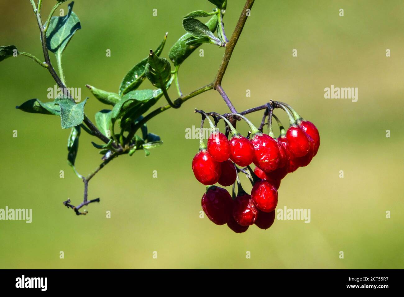 Bittersüßer Nachtschatten Solanum dulcamara rote giftige Früchte Stockfoto