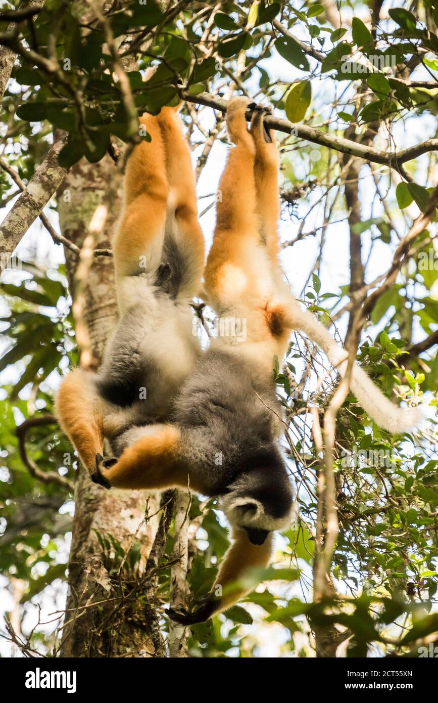 Diademed Sifaka (Propithecus diadema), ein großer Lemur im Perinet Reserve, Andasibe-Mantadia Nationalpark, Ost-Madagaskar Stockfoto
