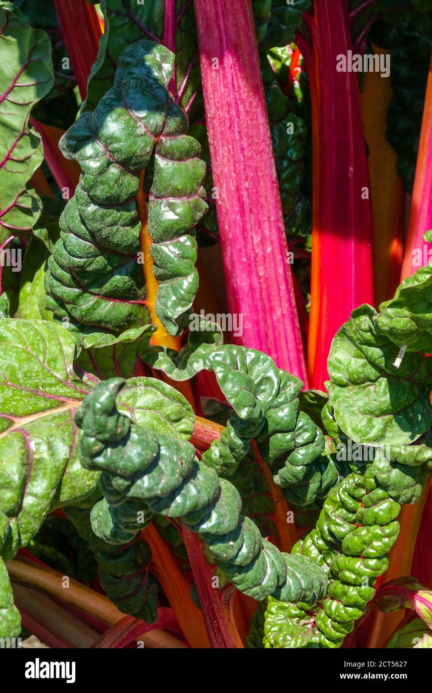 Swiss Chard Pink Passion Stockfoto
