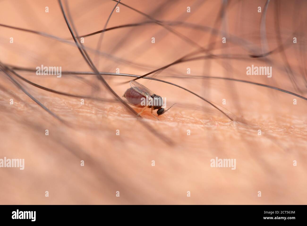 Highland Midge, Culicoides impunctatus, Satara, Maharashtra, Indien Stockfoto