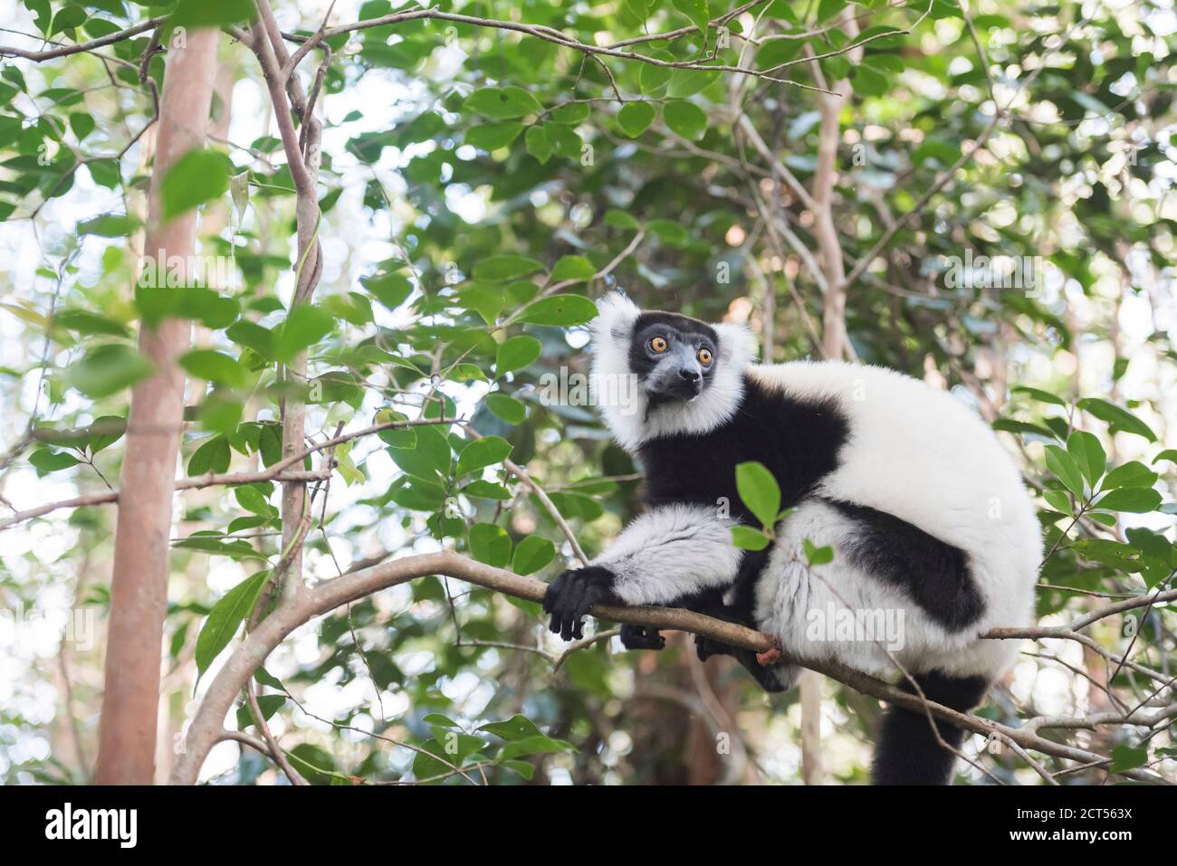 Schwarz-Weiß-Lemur (Varecia variegata), endemisch in Madagaskar, gesehen auf Lemur Island, Andasibe Stockfoto