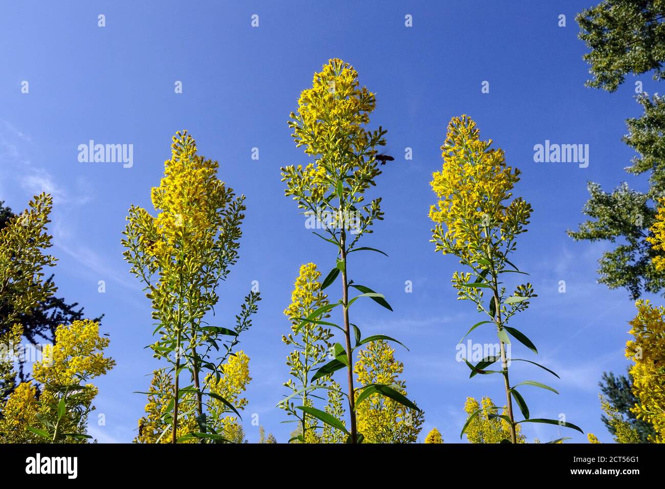 Solidago speciosa Ridigiscula gelbe Blumen Pflanzen blauer Himmel Stockfoto