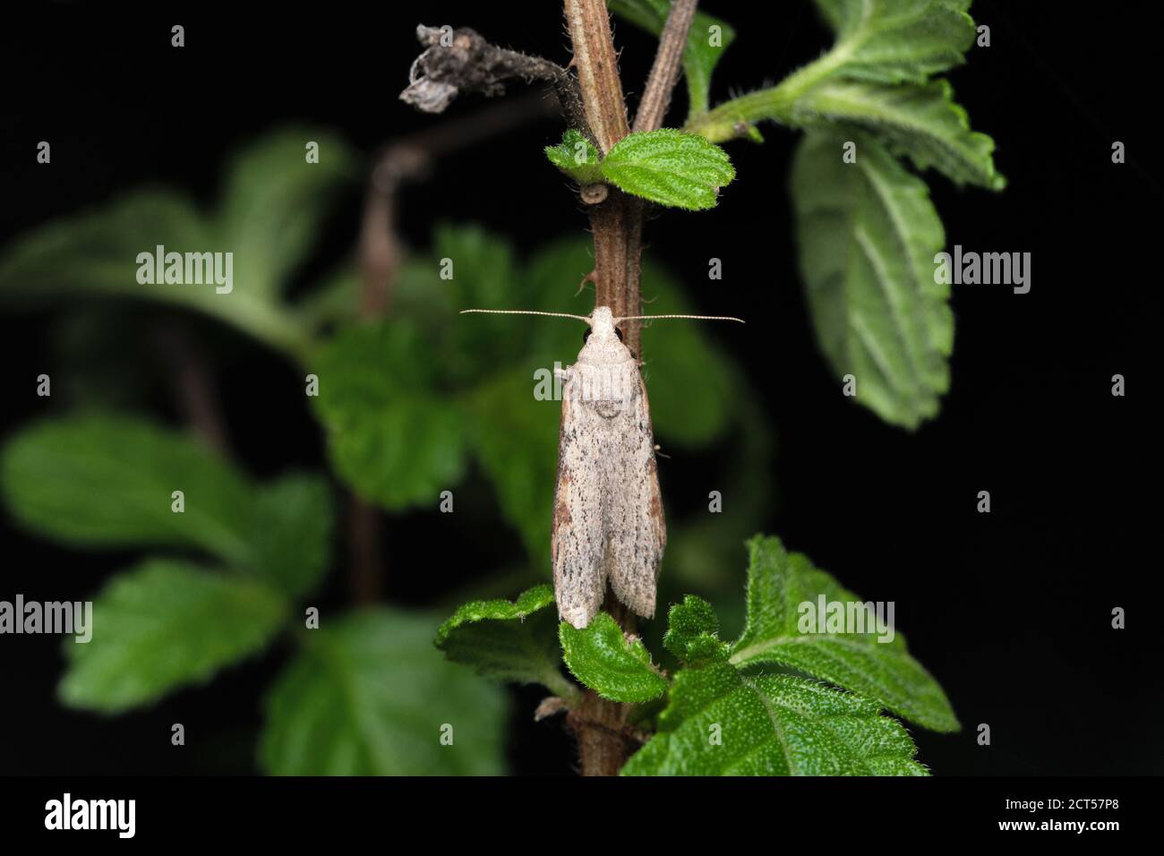 Motte, Aphomia sociella, Satara, Maharashtra, Indien Stockfoto