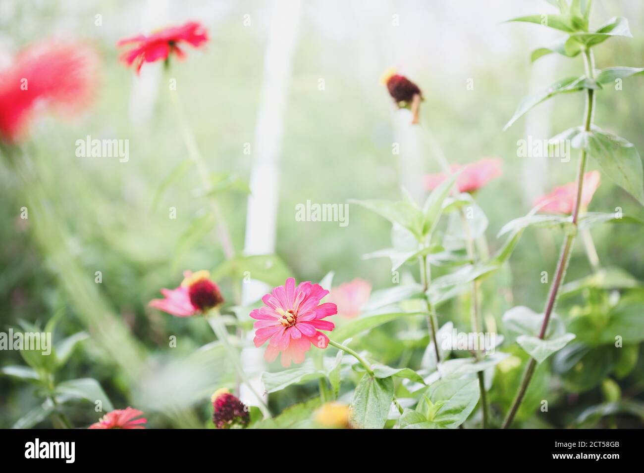 Früher nebliger Morgen mit hellem Sonnenlicht im Garten Zinnia. Einige der schönen lachsfarbenen Blüten werden Samen. Unscharfer Hintergrund Stockfoto