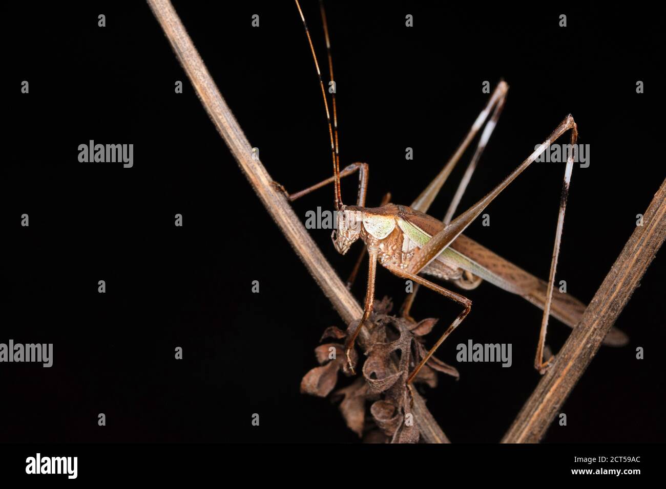 Sichelhaltiges Buschkricket, Phaneroptera nana, Indien Stockfoto