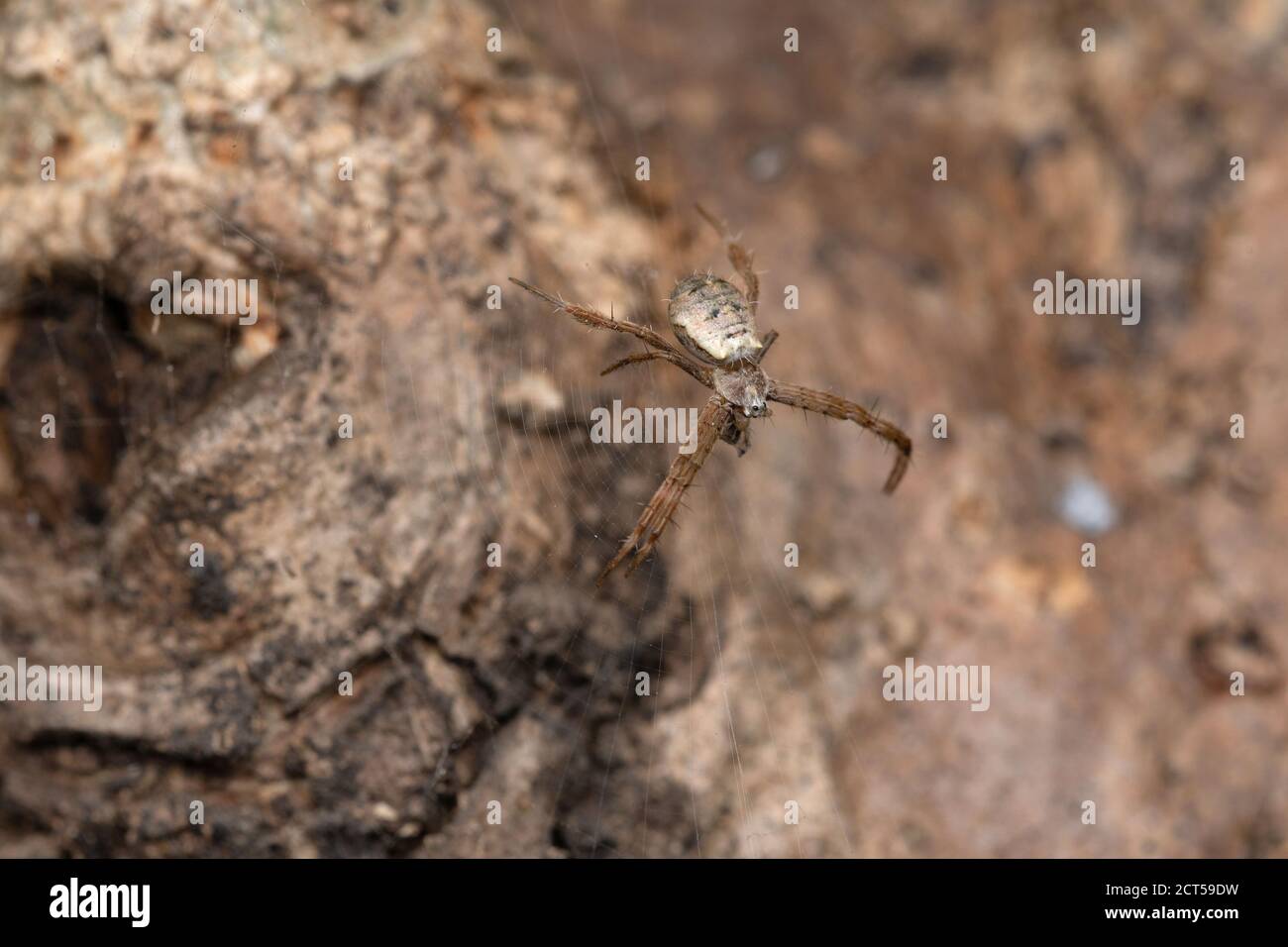 Signature Spinne, Argiope Aemula, Satara, Maharashtra, Indien Stockfoto