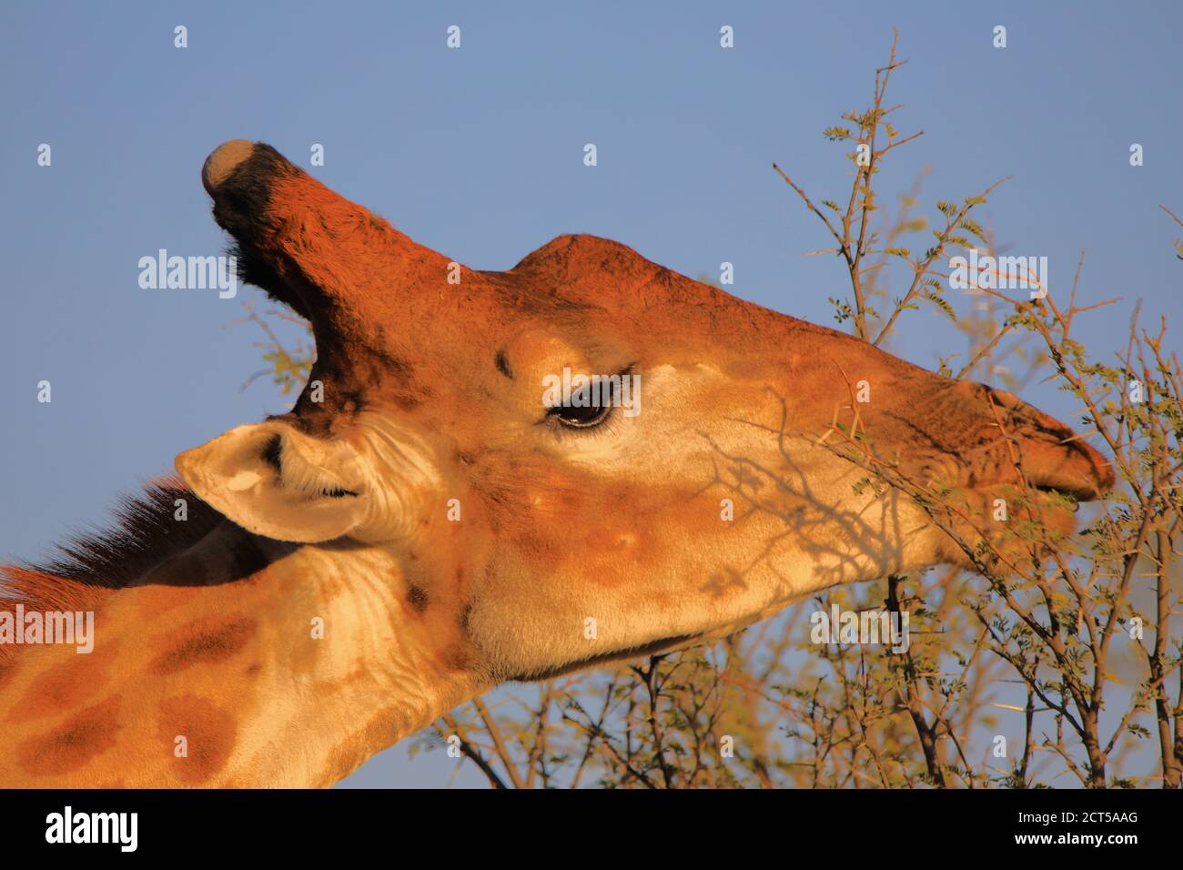 Extreme Nahaufnahme der Kapgiraffe (Giraffa camelopardalis giraffa) Kopf essen Akazie Stockfoto