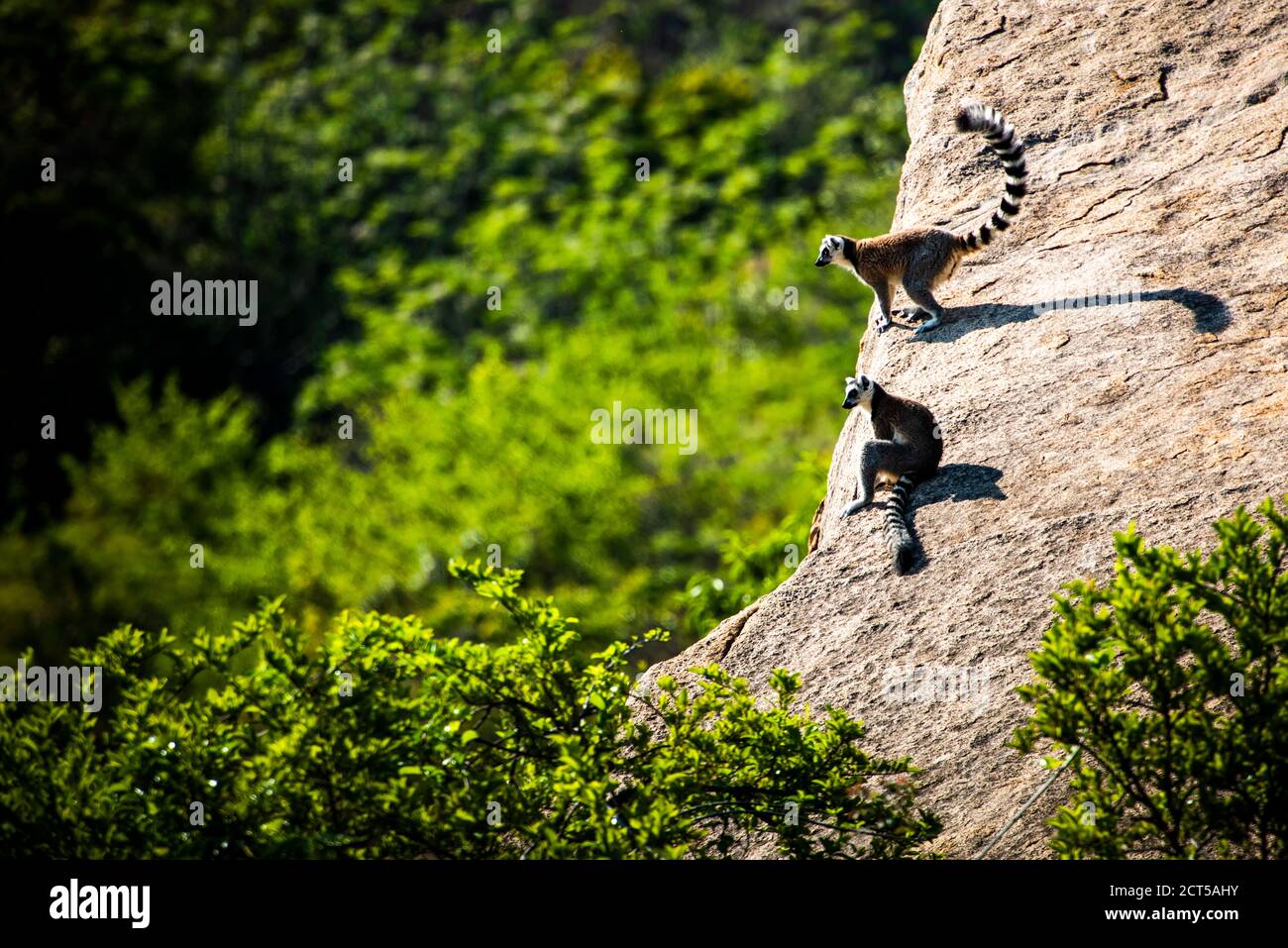 Ringschwanzlemur (Lemur catta), Anja Community Reserve, Haute Matsiatra Region, Madagaskar Stockfoto