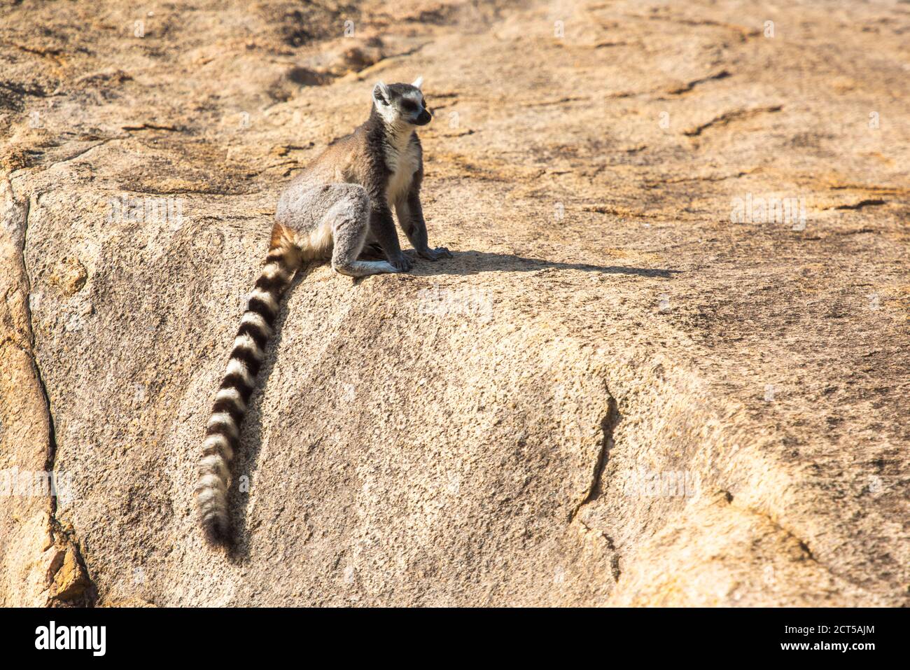 Ringschwanzlemur (Lemur catta), Anja Community Reserve, Haute Matsiatra Region, Madagaskar Stockfoto