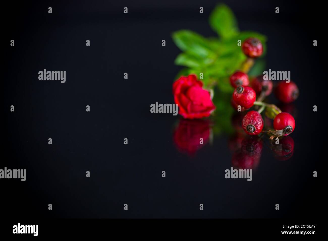Rote Hagebutten mit kleiner roter Rose auf schwarzem Hintergrund Stockfoto