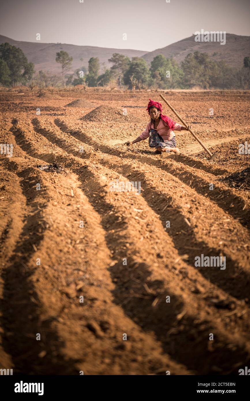 PA-O Bergstamm, Landwirtschaft in der Nähe von Inle Lake und Kalaw, eine beliebte 2-tägige Wanderung im Shan Staat, Myanmar (Burma) Stockfoto