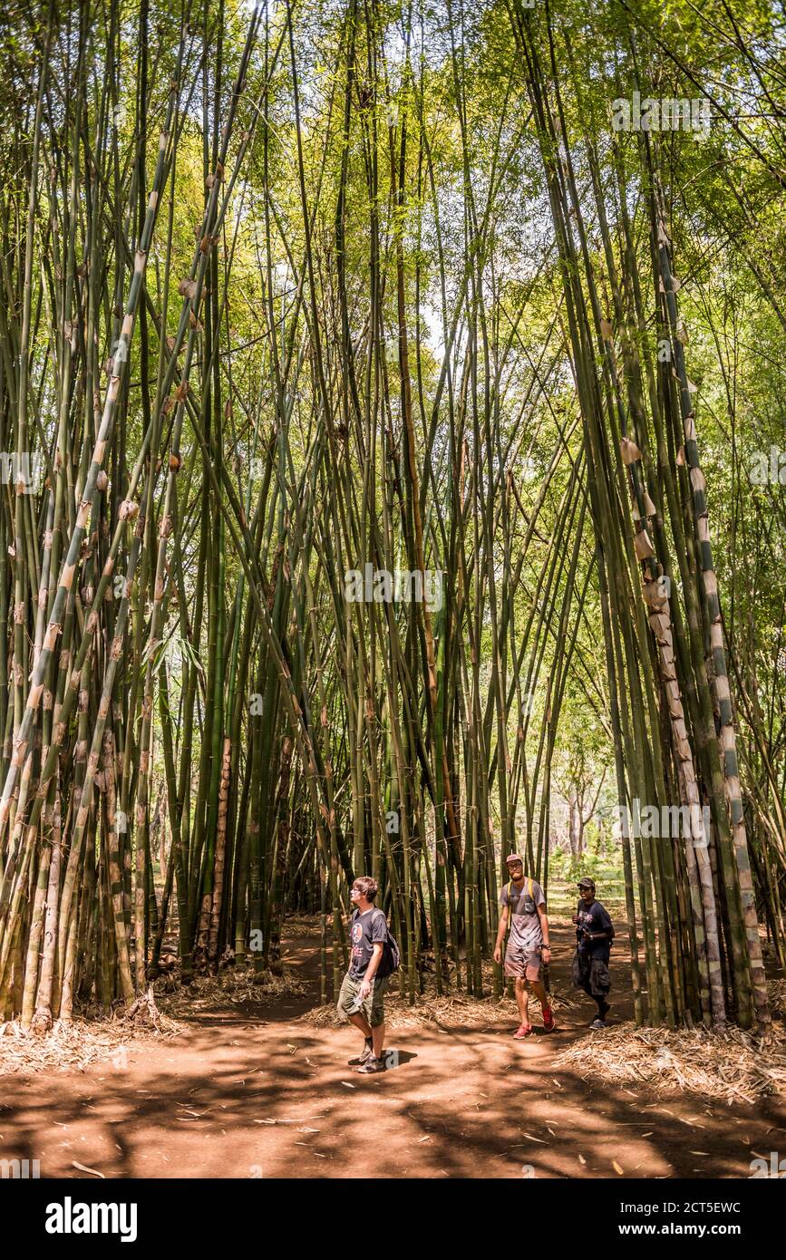 Bamboo Forest, National Kandawgyi Botanical Gardens, Pyin Oo Lwin, Myanmar (Burma) Stockfoto