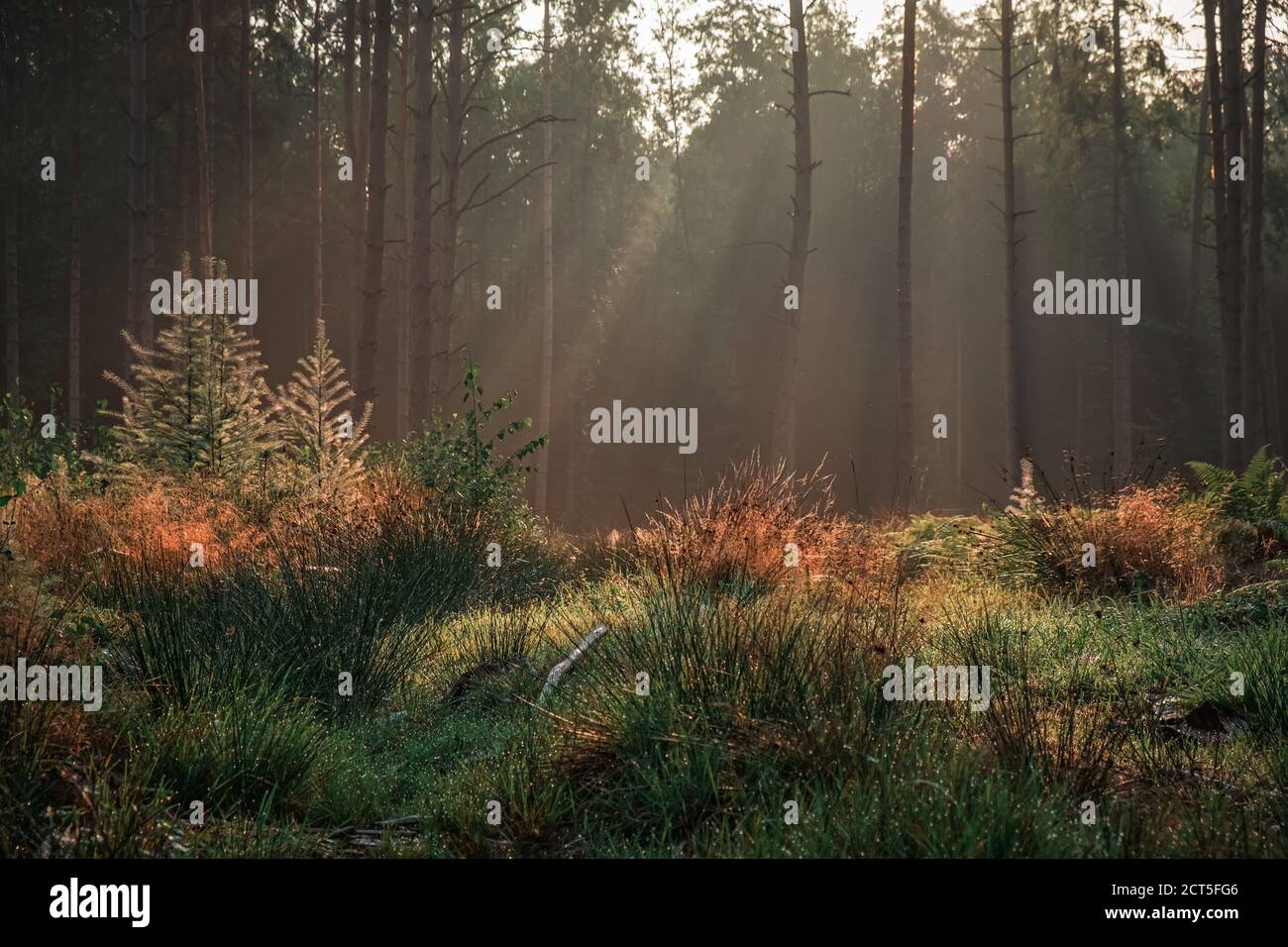 Morgenlicht im Wald Morgenstimmung im Wald Stockfoto