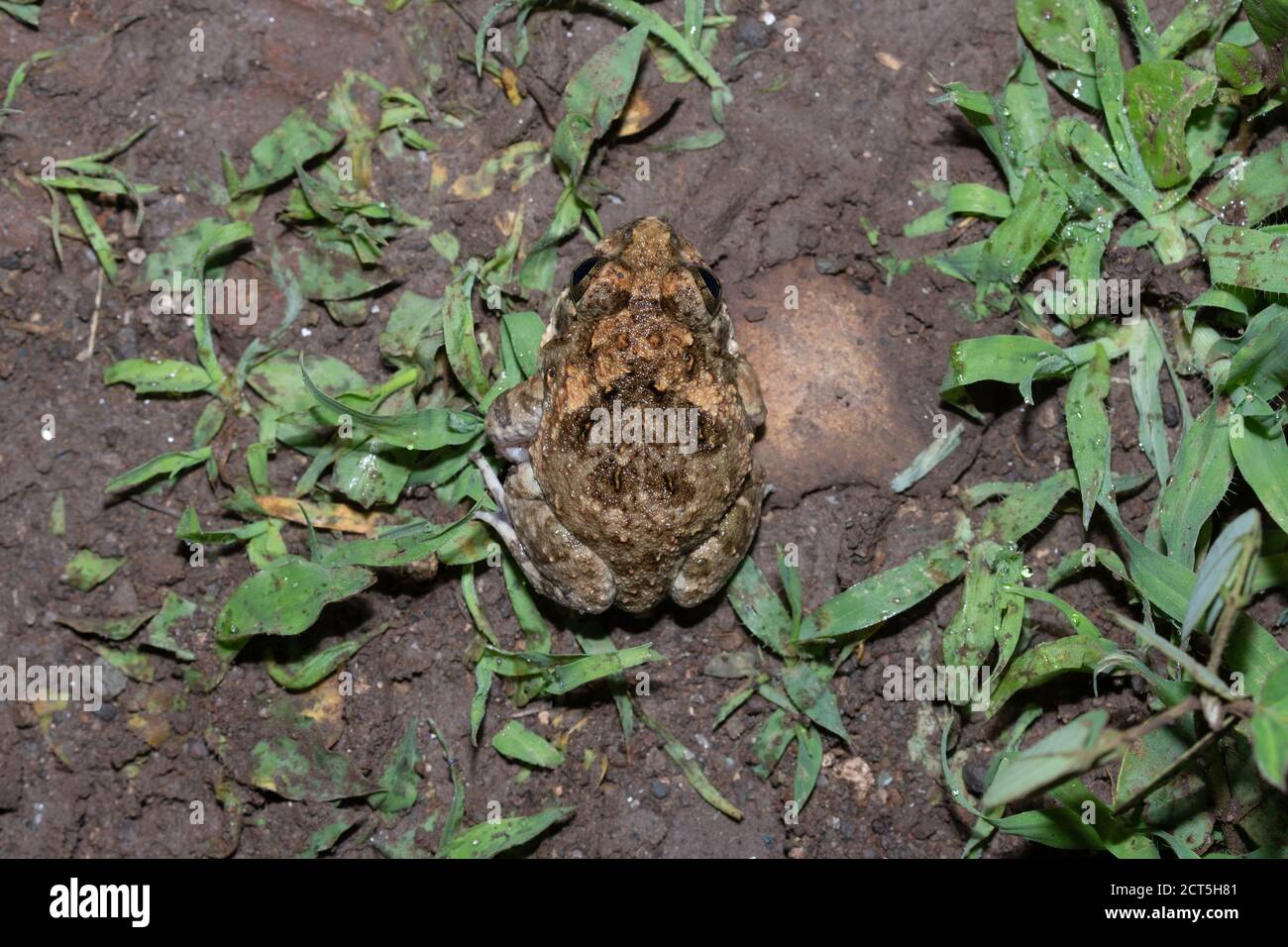 Dorsale Ansicht des indischen Burrowing Frosch, Sphaerotheca breviceps, Satara, Maharashtra, Indien Stockfoto