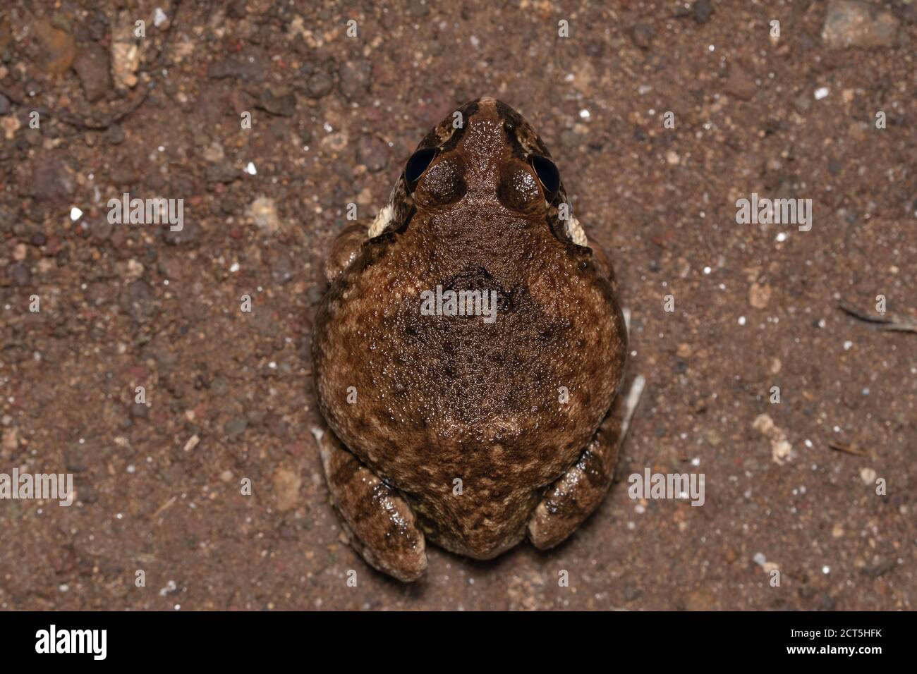 Dorsale Ansicht des indischen Burrowing Frosch, Sphaerotheca dobsonii, Satara, Maharashtra, Indien. Mangalore-Stierfrosch, Dobsons eingrabende Frosch Stockfoto