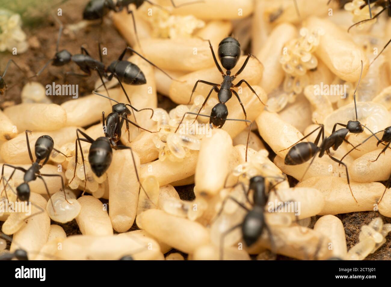 Evakuierung von Eiern und Larven von schwarzer Zimmermannsamantel, Camponotus compressus, Satara, Maharashtra, Indien Stockfoto