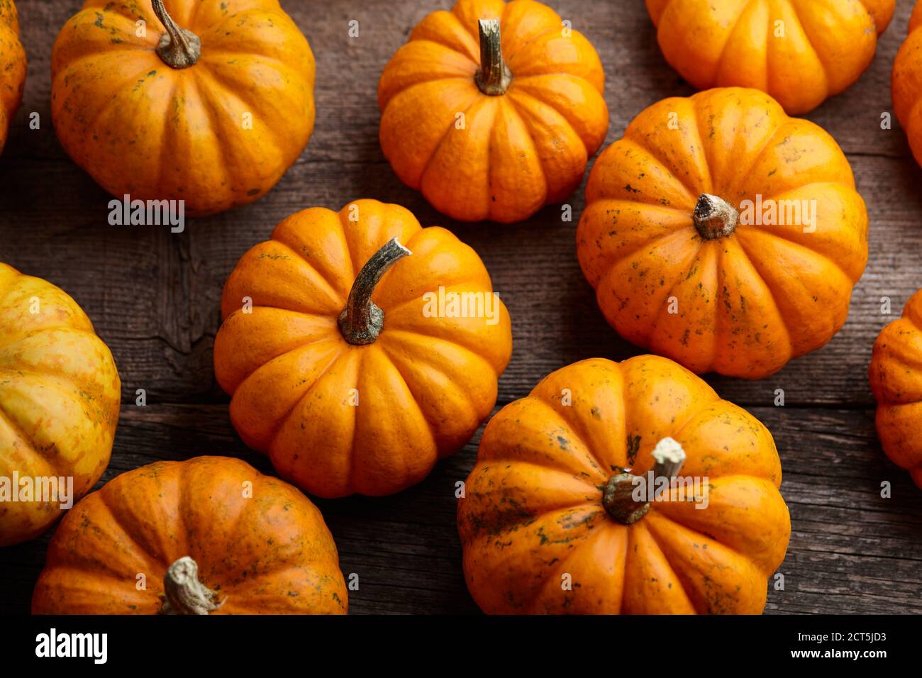 Schöne Mini-Kürbisse auf Holzplanken, Feiertagsdekoration Stockfoto