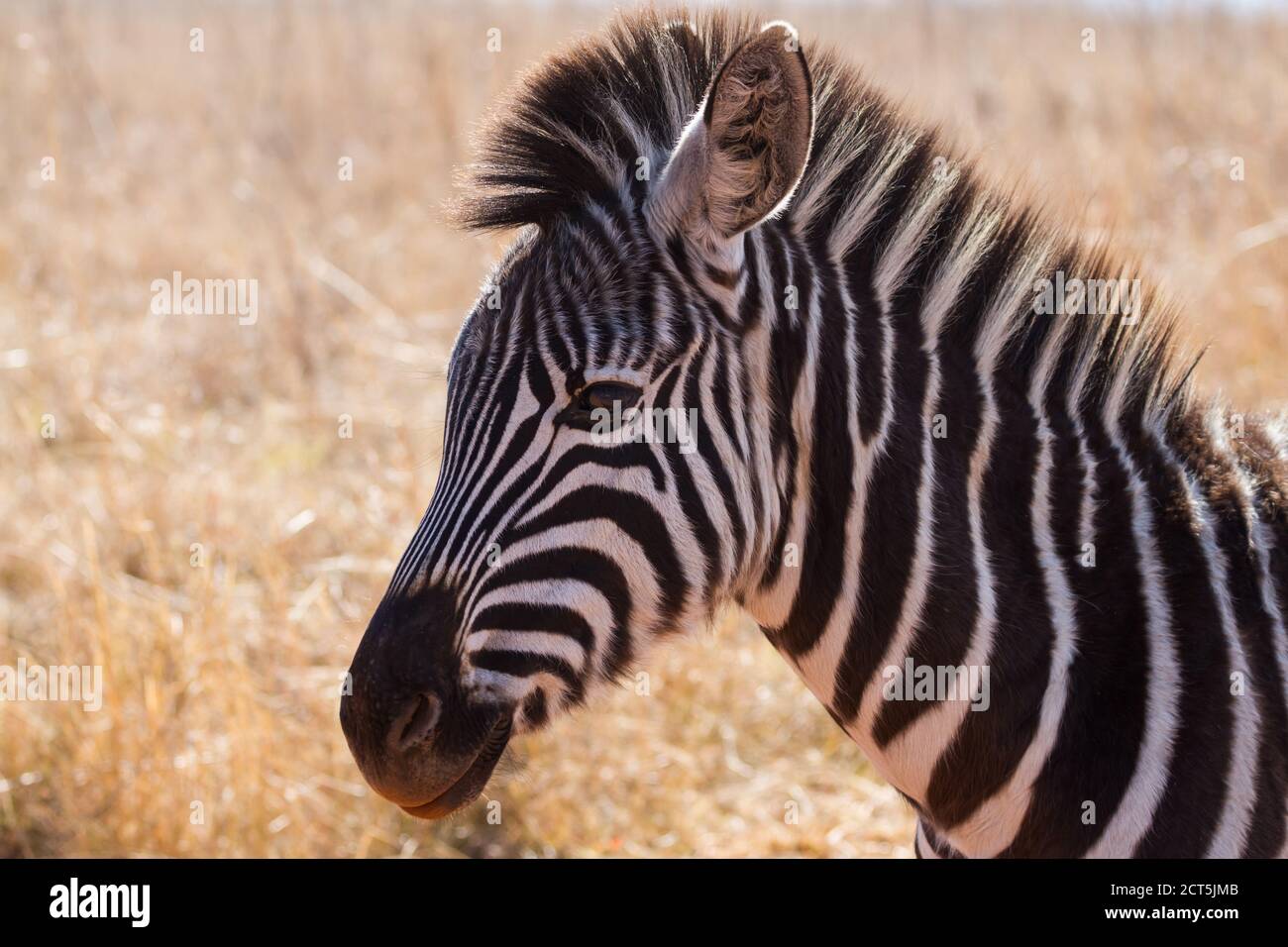 Junge Zebra Fohlen Kopf Porträt mit goldener Hintergrundbeleuchtung und Bokeh Hintergrund in Südafrika Stockfoto