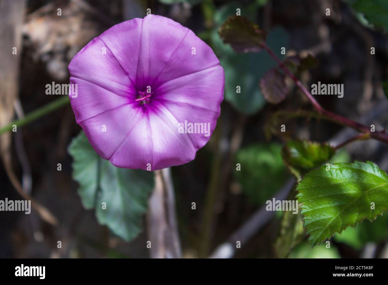 Convolvulus althaeoides, einzelne rosa Malvé-Bindweed-Blume Stockfoto