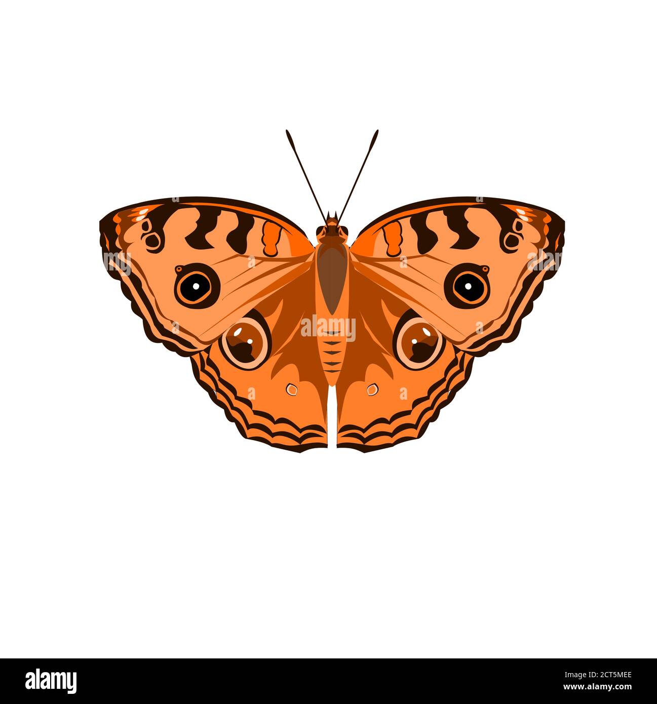 Der Pfau-Stiefmütterchen ( Junonia almana ) Schmetterling isoliert auf weißem Hintergrund, Muster ähnlich wie die Augen auf dem Flügel der orangen Farbe Insekt Stock Vektor