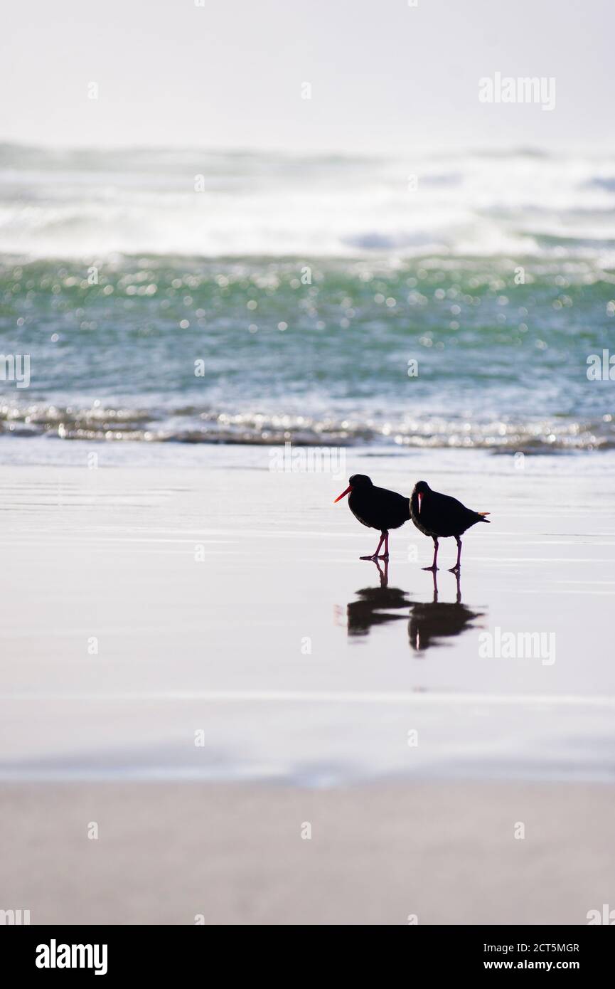 Zwei Austernfischer am Strand von Whararariki, Golden Bay, Südinsel, Neuseeland Stockfoto