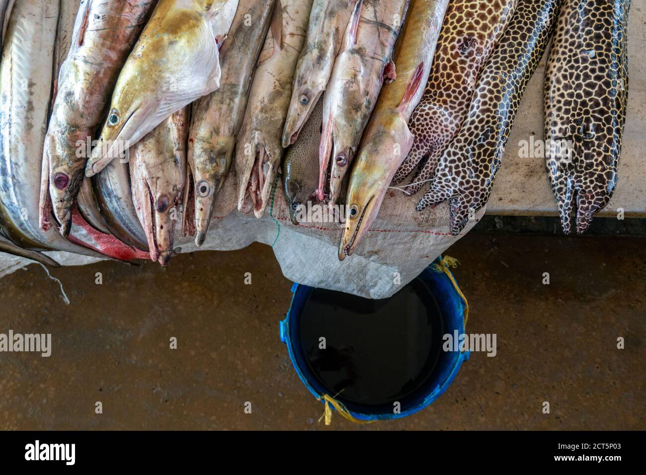 Moraenas auf dem Tisch in dar Es Salaam. Morey Aal auf Platte auf Fischmarkt, Tansania Stockfoto