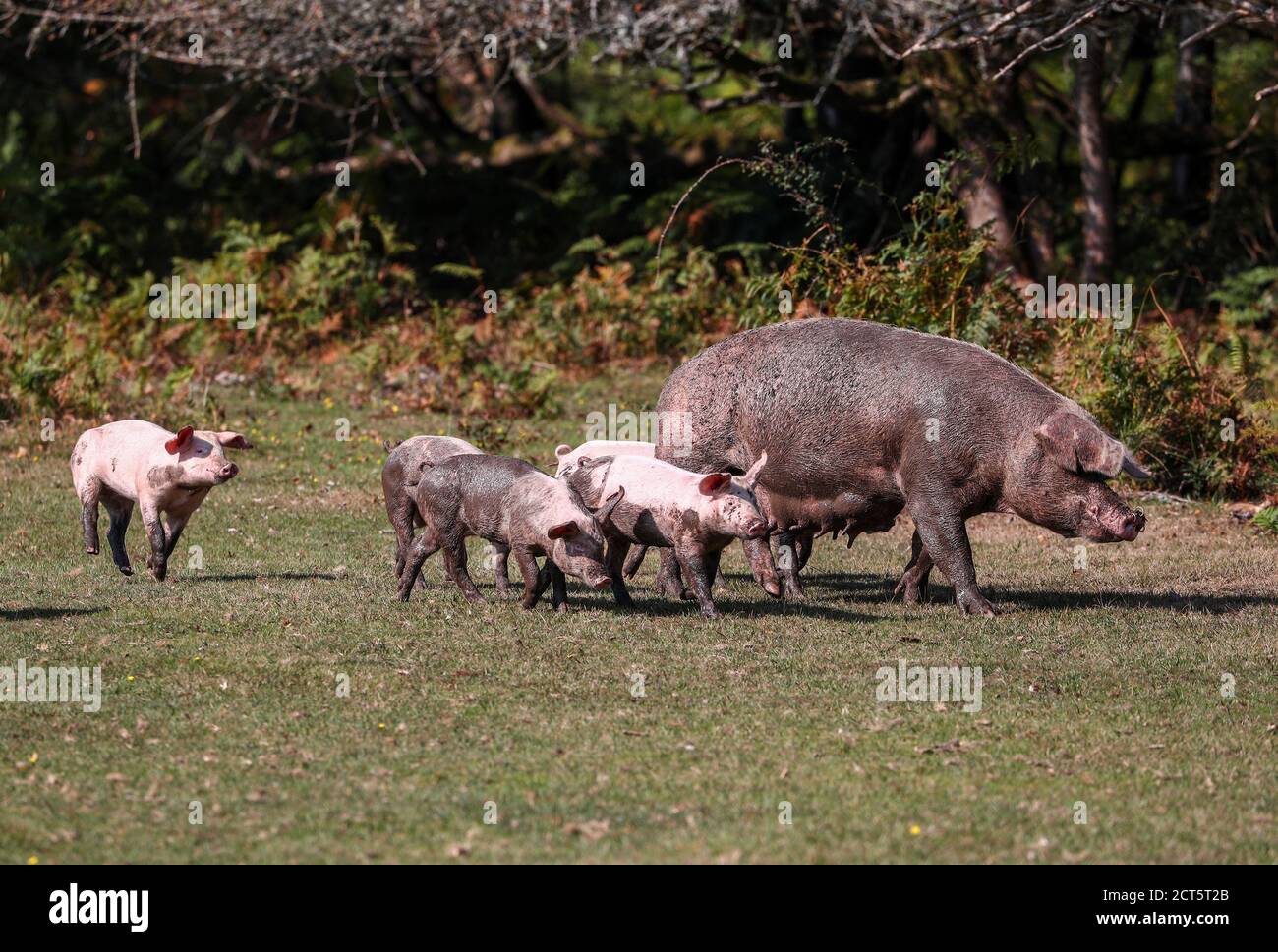 New Forest, Hampshire, Großbritannien. Im Herbst werden Schweine freigesetzt, um frei durch den Neuen Wald zu wandern. Die jährliche Pannage erlaubt den Schweinen, sich von Eicheln zu ernähren, die für die New Forest Ponys schädlich sind. Credit Stuart Martin/Alamy Live News Stockfoto