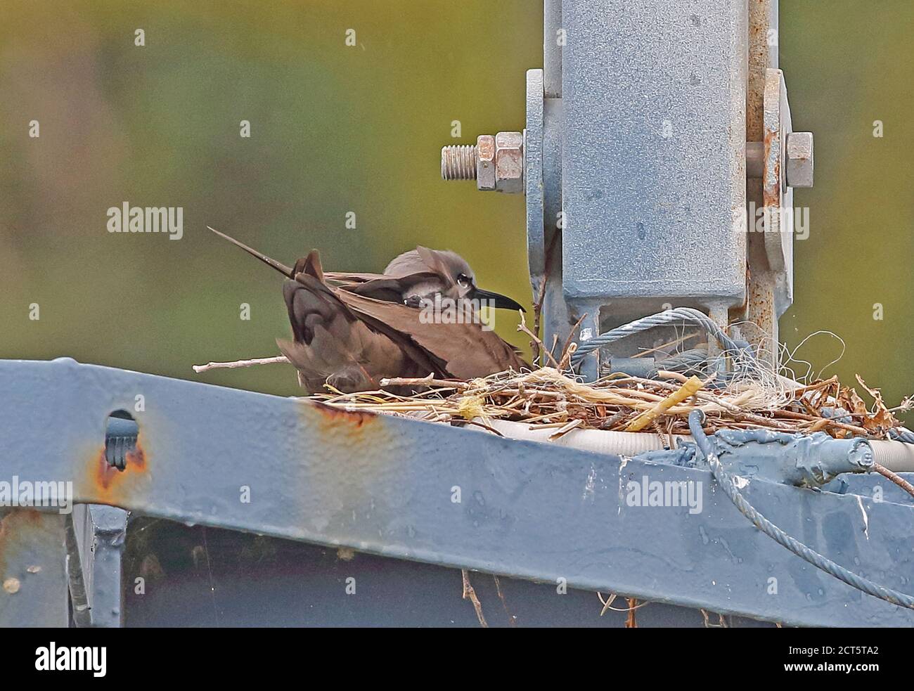 Braun Noddy (Anous stolidus pileatus) Erwachsene mit Küken im Nest auf dem Kran gantry Christmas Island, Australien Juli Stockfoto