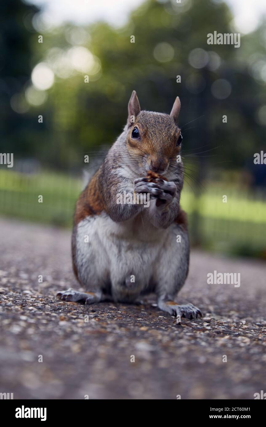Foto eines Eichhörnchens Stockfoto