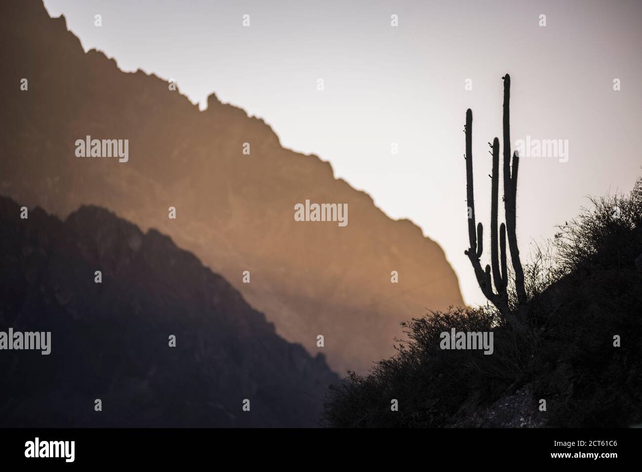 Kaktus im Colca Canyon bei Sonnenuntergang, Peru, Südamerika Stockfoto