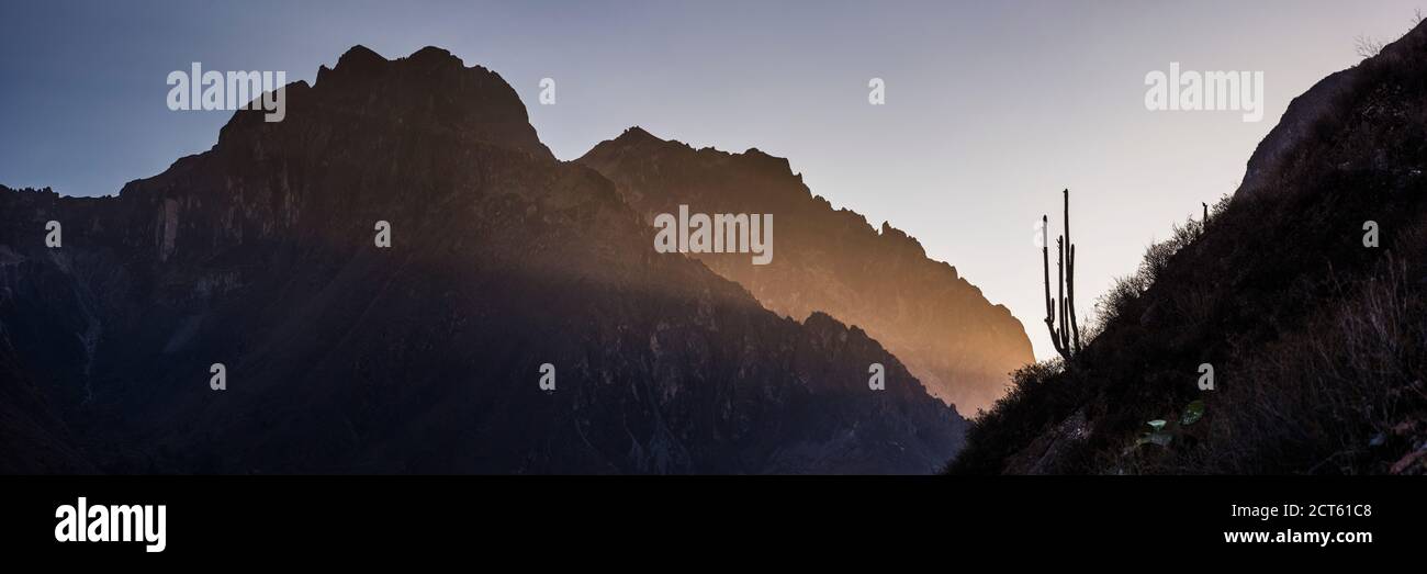 Kaktus im Colca Canyon bei Sonnenuntergang, Peru, Südamerika Stockfoto