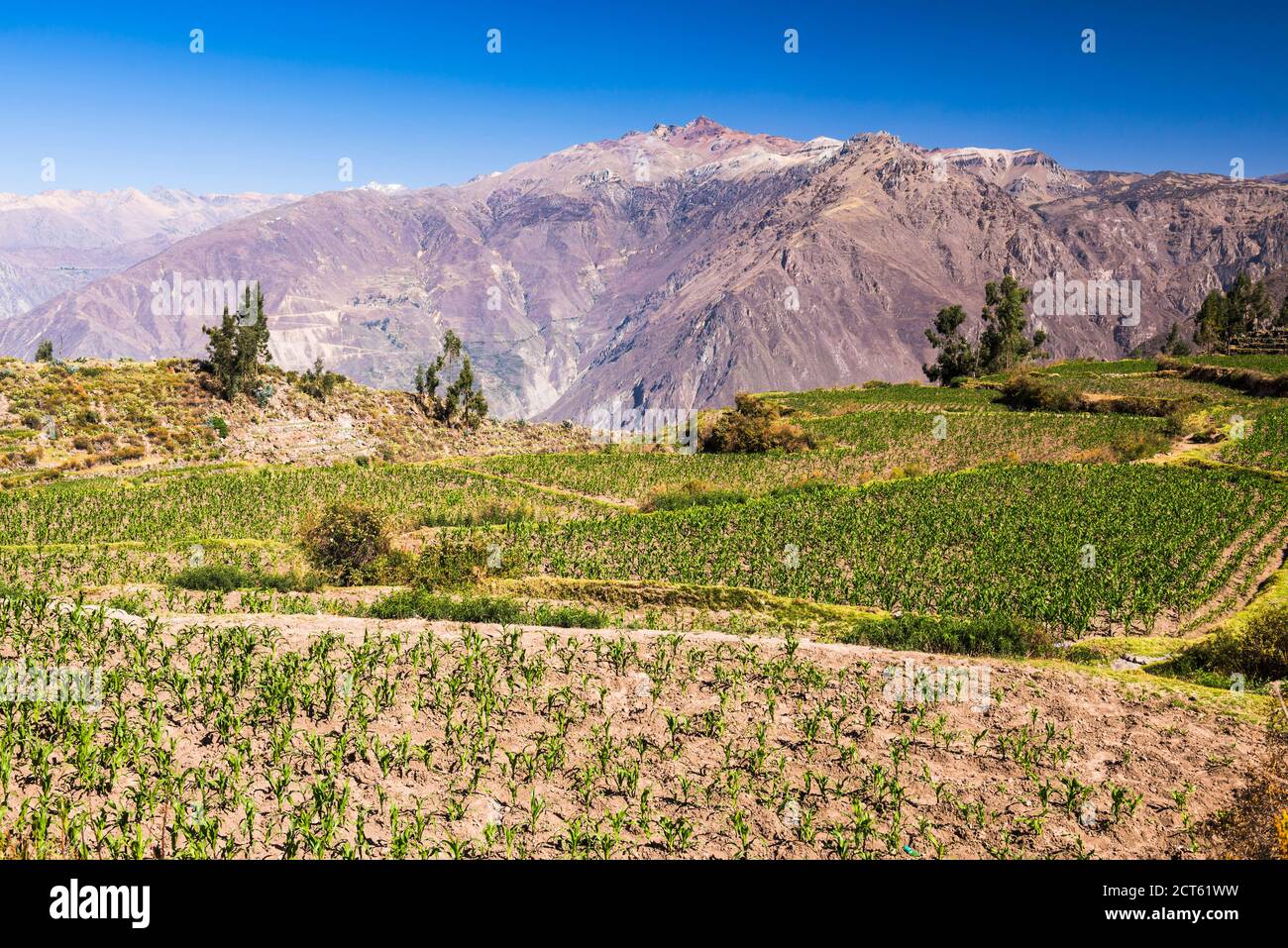 Colca Canyon vor Inka Terrassen und Ackerland in Cabanaconde, Peru, Südamerika Stockfoto