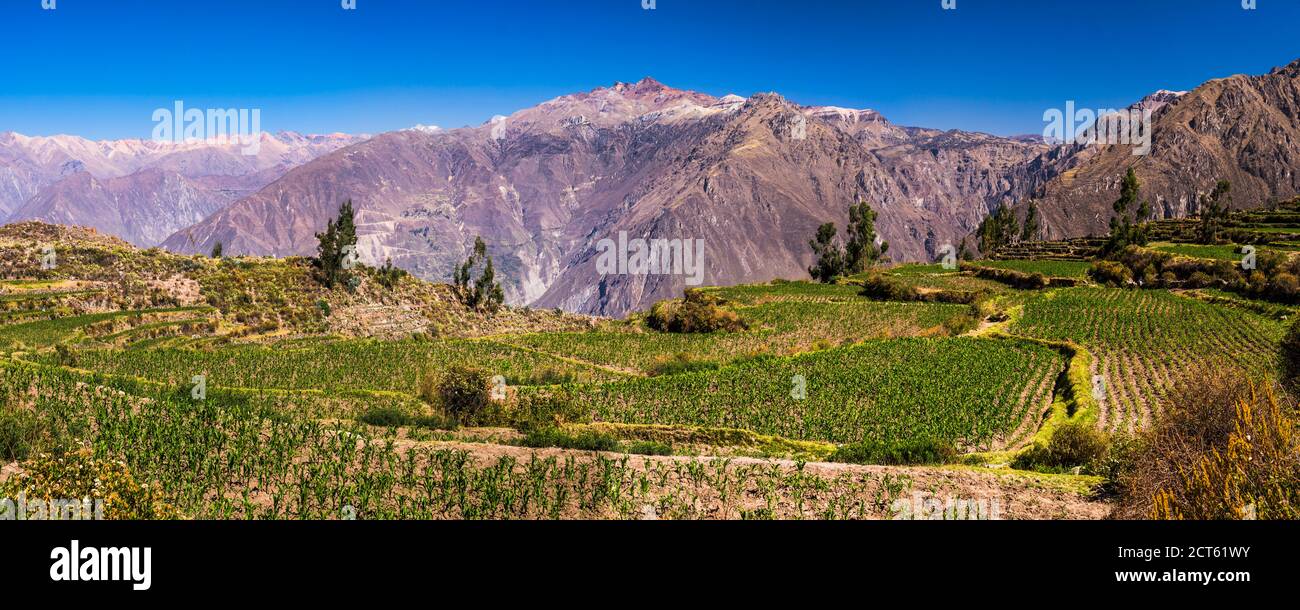 Colca Canyon vor Inka Terrassen und Ackerland in Cabanaconde, Peru, Südamerika Stockfoto