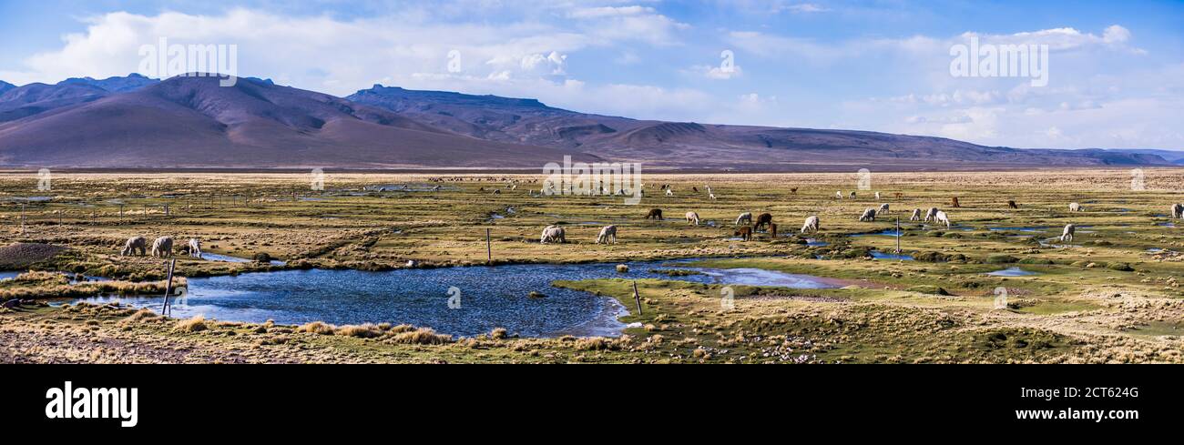 Lamas und Alpakas in Pampa Canahuas, Colca Canyon, Peru, Südamerika Stockfoto