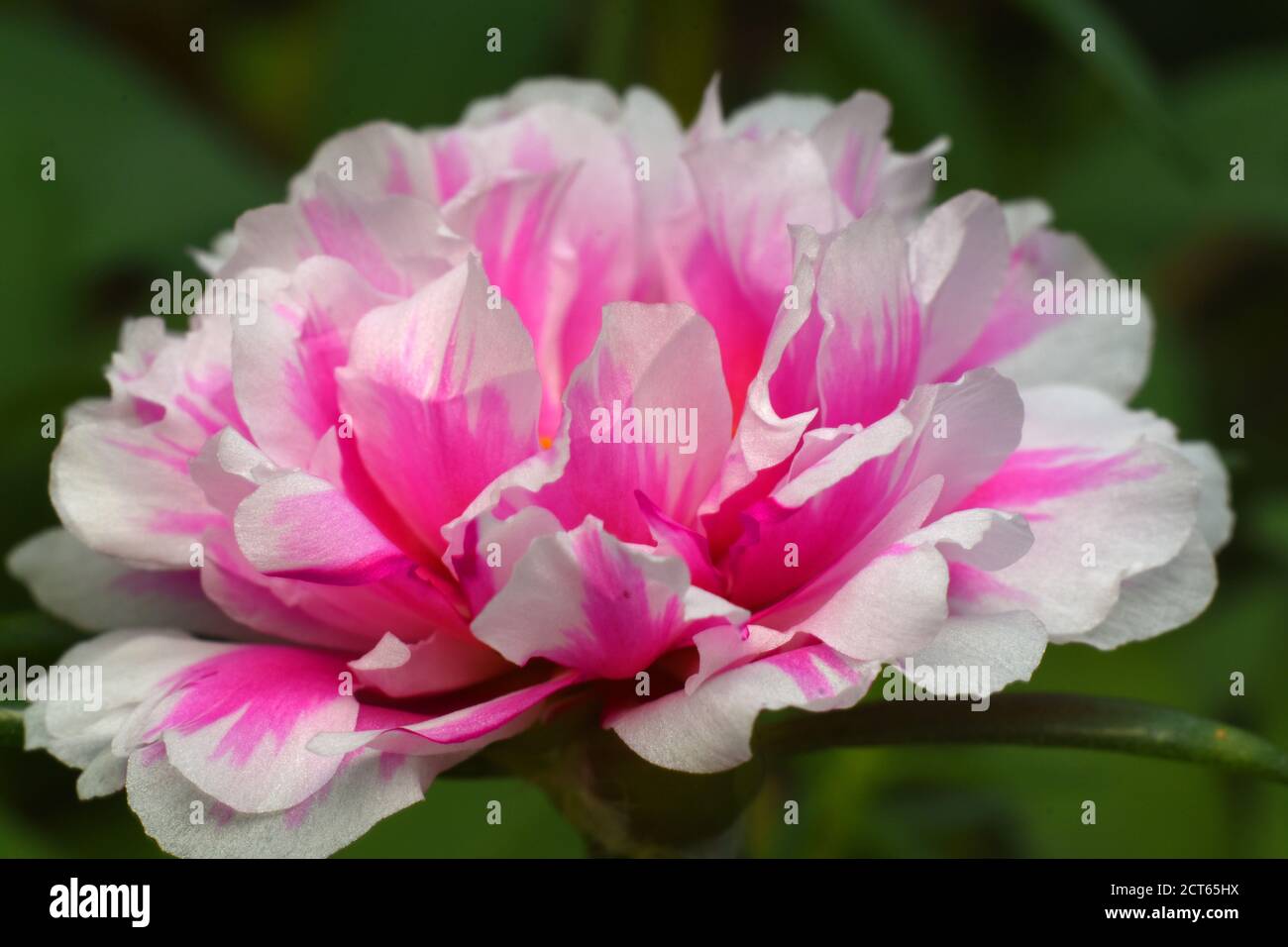 Zweifarbige Portulaca Blüte. Stockfoto