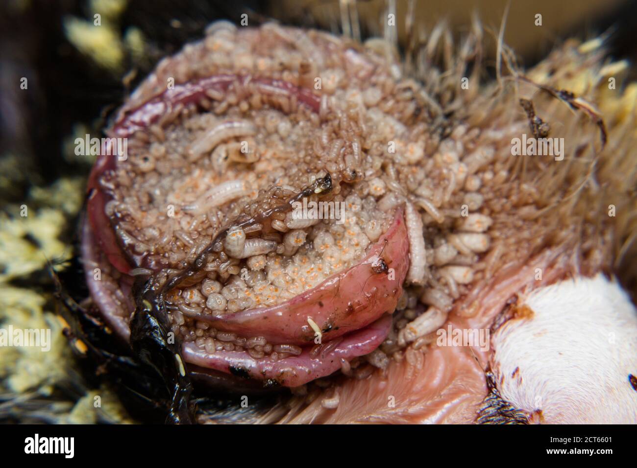 Nahaufnahme eines Kätzchens mit Maden/Myasis-Befall Stockfoto